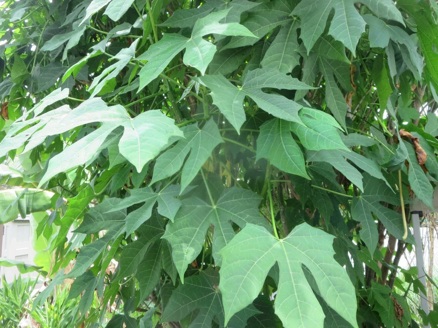 Maple Leaf Chaya Cuttings - Organic Edible Perennial Green Cnidoscolus chayamansa, 7 Pieces