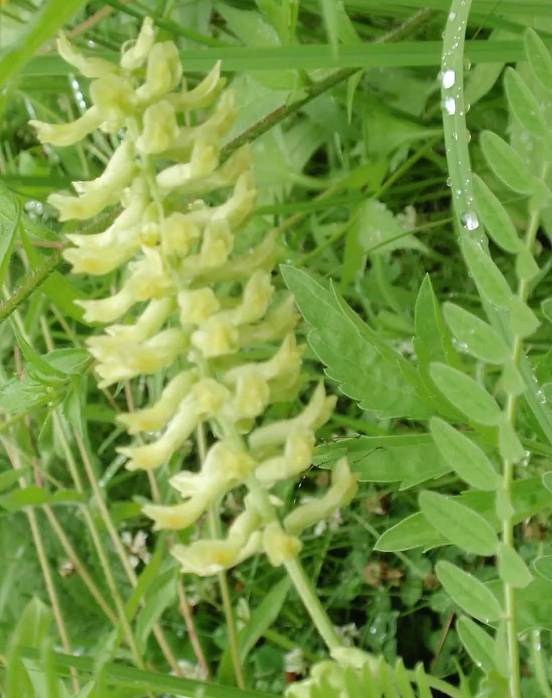 Canadian Milk Vetch Seeds – Astragalus canadensis – Light Yellow Blossoms – Perennial Wildflower Seeds – 115 Seeds