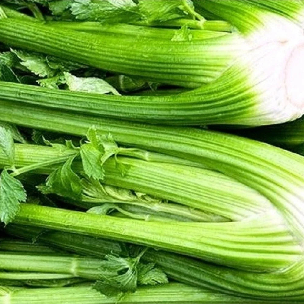 Tall Utah Celery Seeds - Non-GMO Heirloom Garden Seeds Apium graveolens