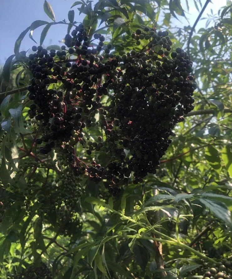 12 Unrooted American Elderberry Cuttings - Sambucus canadensis ADAMS/YORK for Edible Gardens & Wildlife