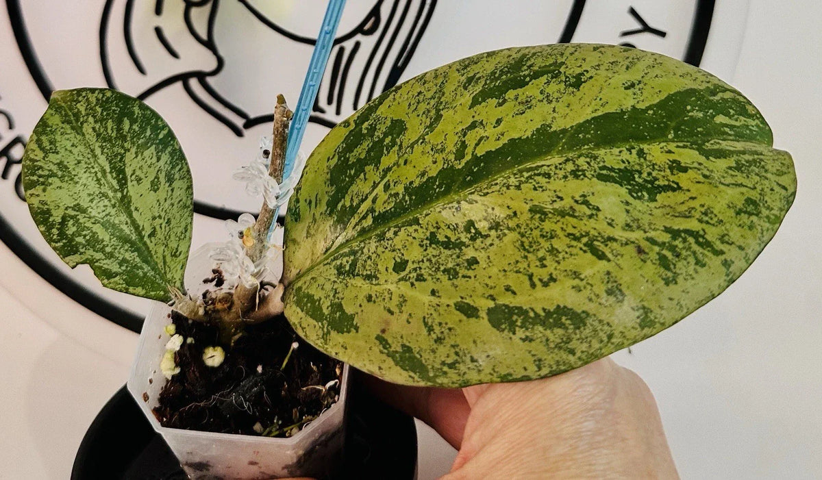 Hoya Plant - Live Michelle Silver Leaf Variegated Indoor Houseplant - Hoya australis var. tenuipes