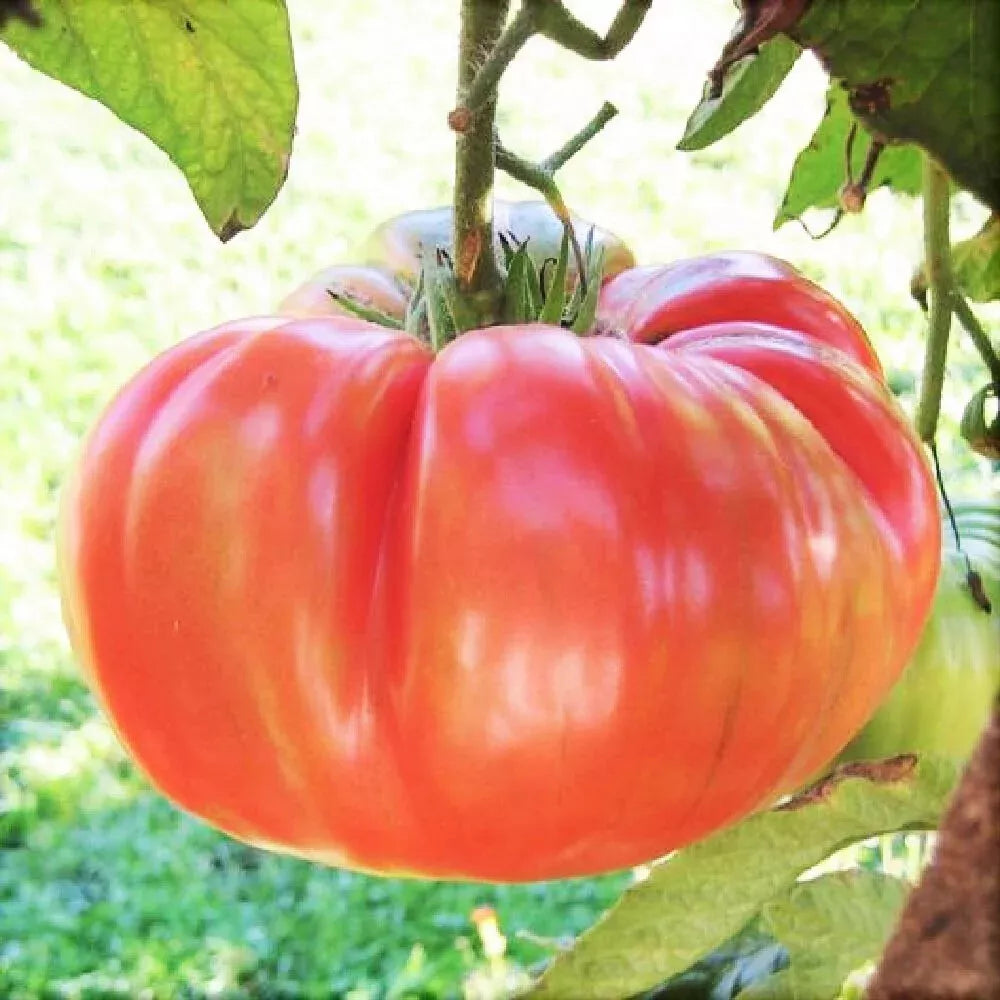 Ponderosa Pink Tomato Seeds – Heirloom NON-GMO Bulk Solanum lycopersicum for Home Garden & Containers