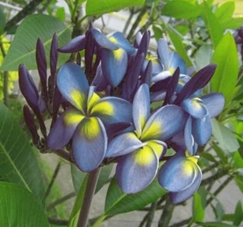 Plumeria Seeds 5 Pack Blue Yellow Flowers Perennial Frangipani Plumeria rubra for Gardens & Patio