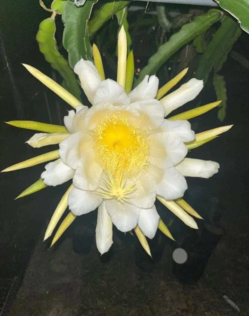 Dragon Fruit Cutting 8-12 Inches, Julie Variety, Hylocereus undatus, Cactus Plant for Propagation, Exotic Fruit Plant