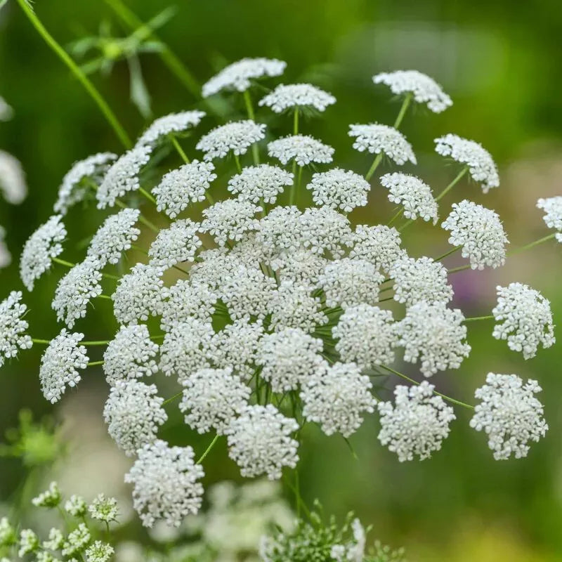 Bishop's Flower Seeds - Ammi Majus White - Annual Flower Seeds for Borders & Cut Flowers - USA Grown, Free Shipping