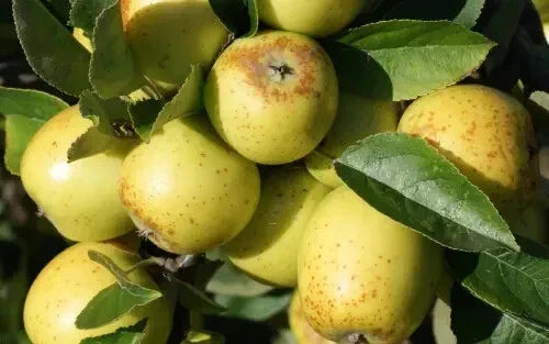Golden Pippin Apple Seeds - 25+ Heirloom Malus domestica Seeds for Garden Planting USA