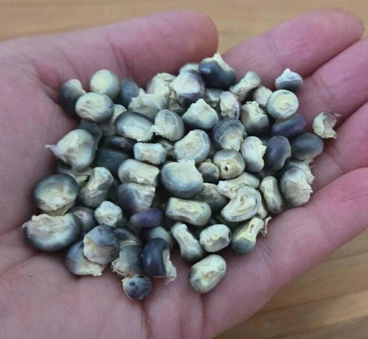 Blue Hopi Corn Seeds – Heirloom, Blue Kernels, Florida Grown, Perfect for Grits & Blue Tortillas, Zea mays, 5 Seeds