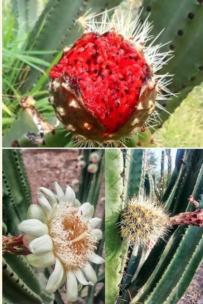 Mexican Pitaya Cactus Seeds – 20 Rare Stenocereus thurberi Organ Pipe Desert Plant for Indoor & Outdoor Gardening