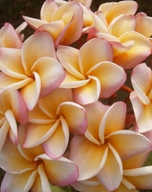 Rare Rainbow Plumeria Plant - 3-8 Inch Tall, Vibrant Multi-Color Flowers, Plumeria rubra, Tropical Fragrance