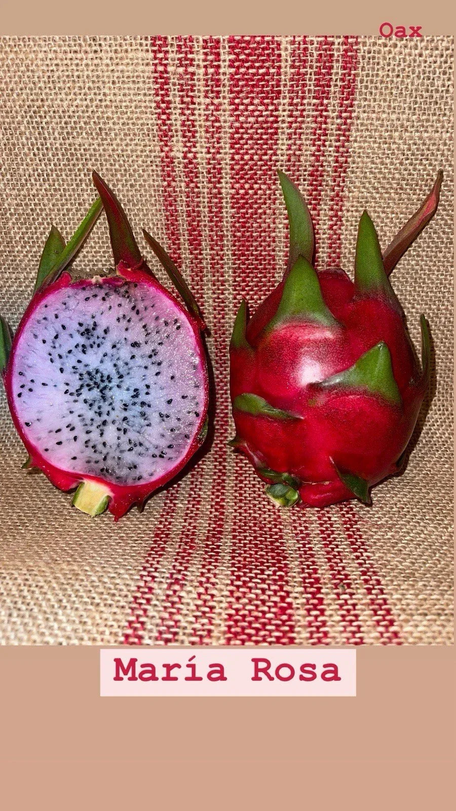 Dragon Fruit Cuttings - Maria Rosa Variety, Hylocereus undatus, Exotic Fruit, Climbing Cactus, Mature Plant Cuttings
