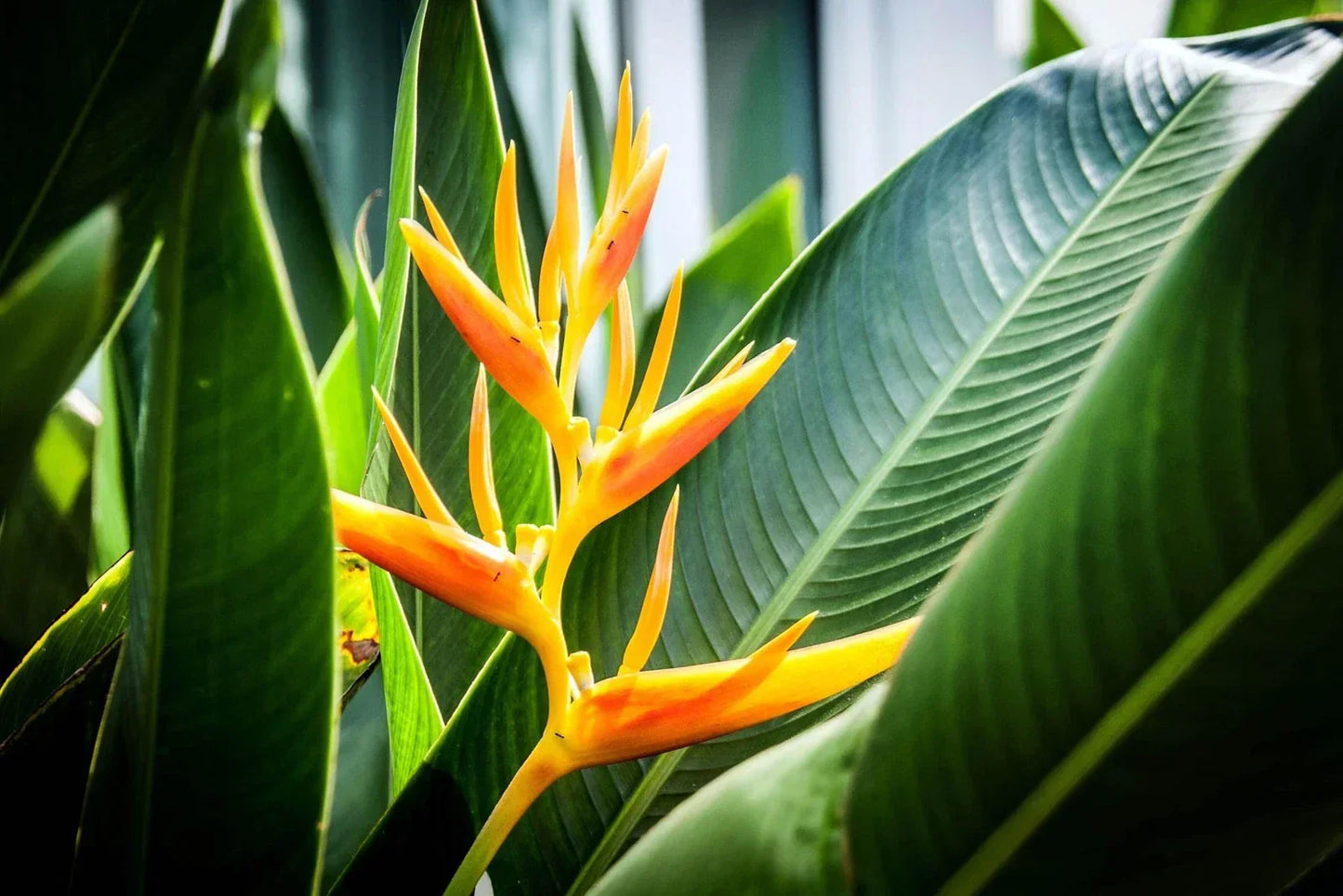 Gold Heliconia Seeds - 10 Pack - Heliconia champneana - Tropical Garden Plant