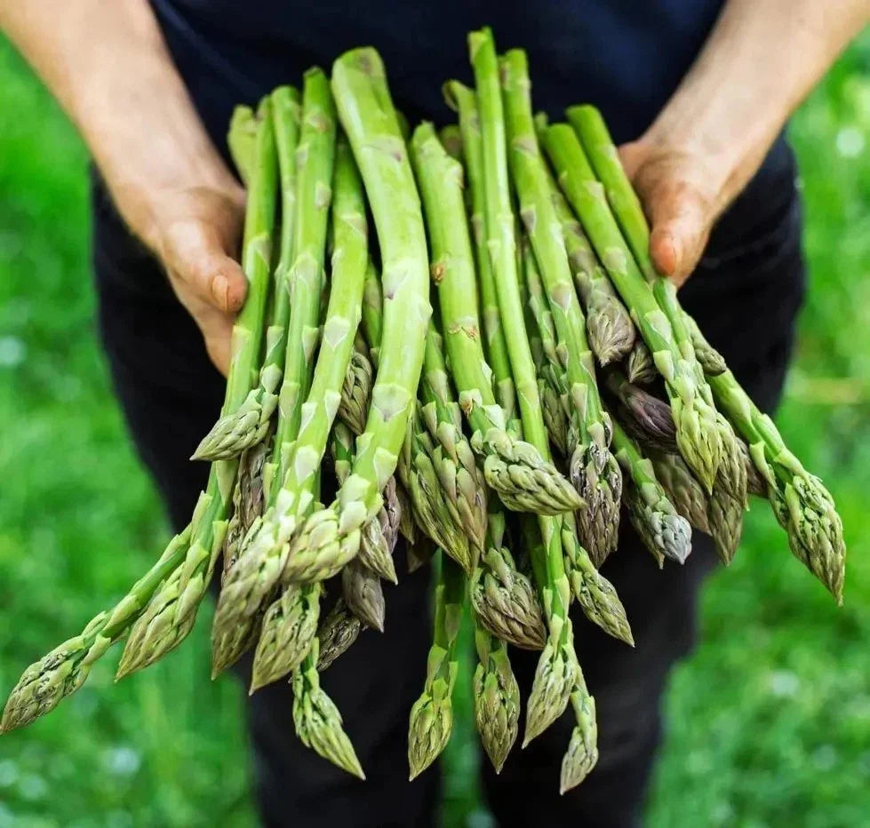 Asparagus Seeds Pack 100+ Mary Washington Organic Non-GMO Heirloom for Home Gardening