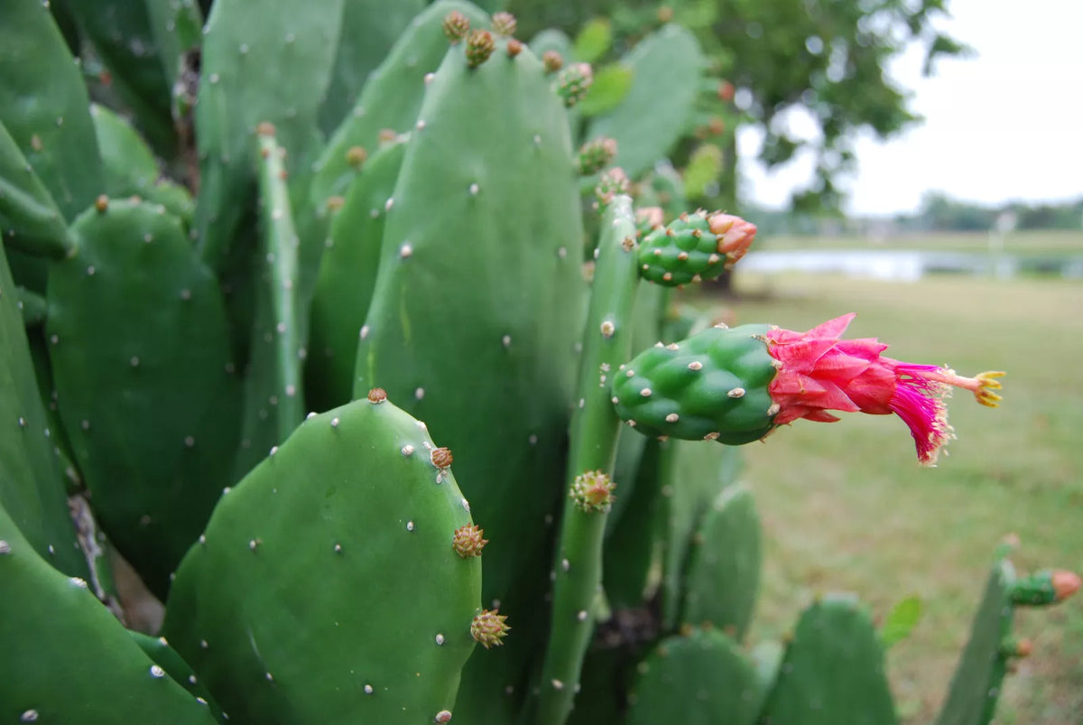 Prickly Pear Cactus Plant - Rooted Opuntia with Edible Nopal & Fruit, Drought-Tolerant, Full Sun, Hardy in Zones 9-11