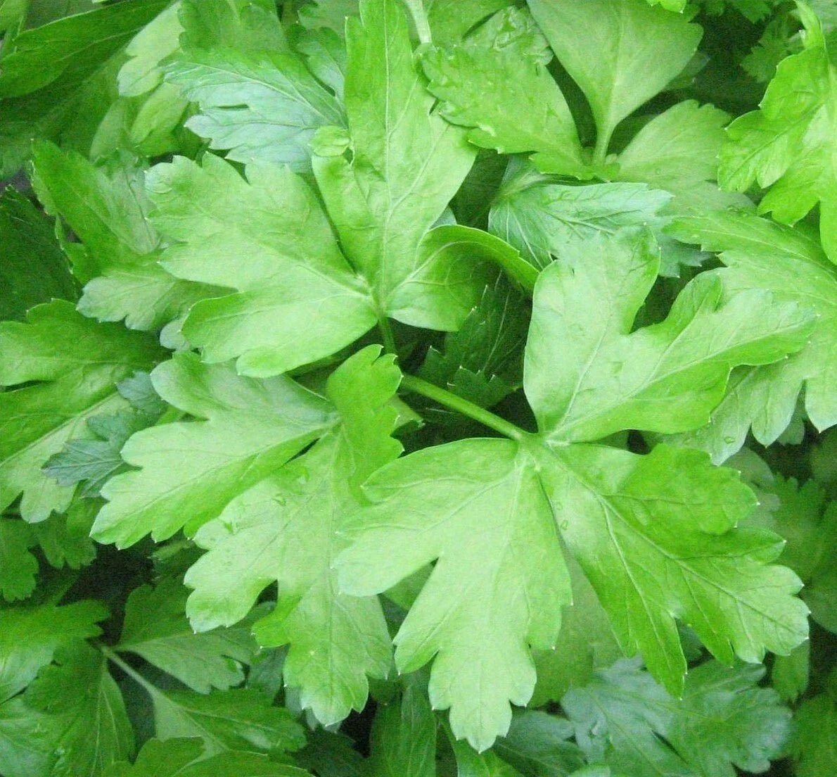 Italian Parsley Seeds 500+ Flat Leaf Dark Green Herb Garden, Petroselinum crispum