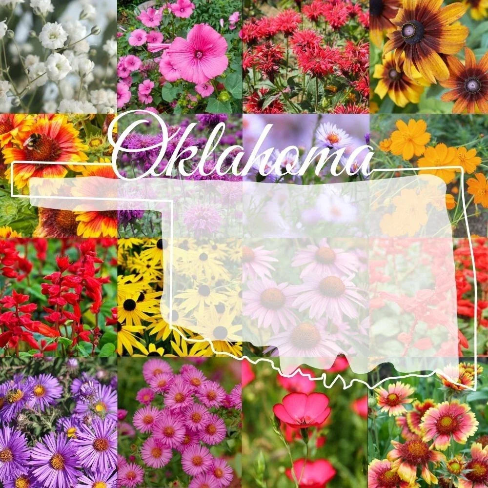Bulk Wildflower Seed Mix 1 lb - Eastern Oklahoma Native Wildflowers for Garden & Landscape - Covers 2,000 sq ft