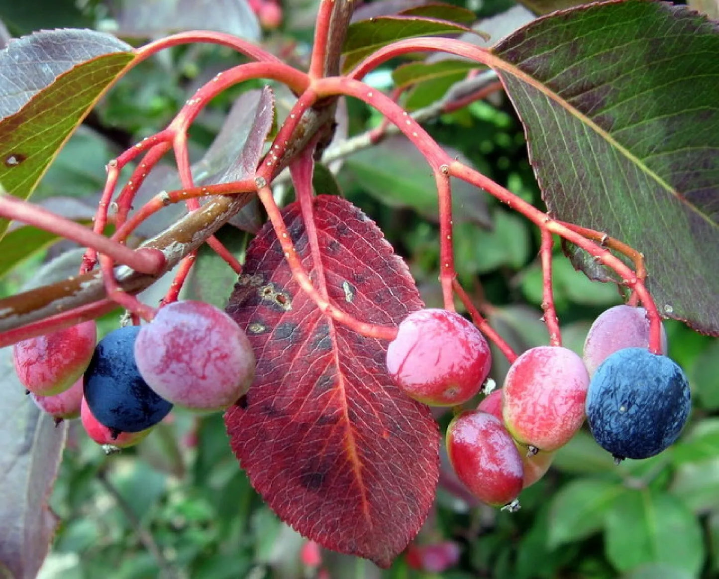 Organic Black Haw Berry Seeds - Viburnum prunifolium - 20 Seeds for Wildlife Gardens and Natural Landscaping