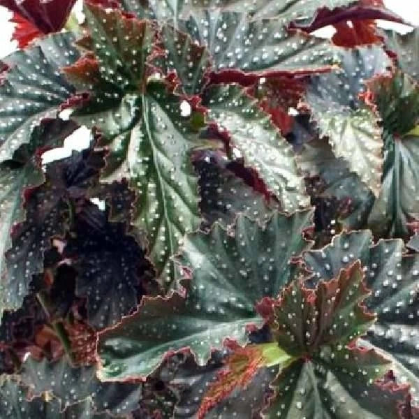 Angel Wing Begonia Starter Plant – Fannie Moser Variety – Live Rooted Houseplant for Indoor Decor