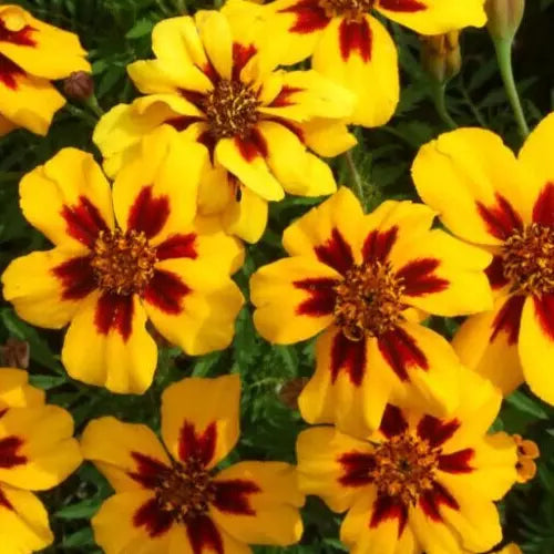 Marigold Seeds - Naughty Marietta French Annual Flower, Tagetes patula, Bright Yellow & Orange, Easy to Grow, Pollinator Friendly