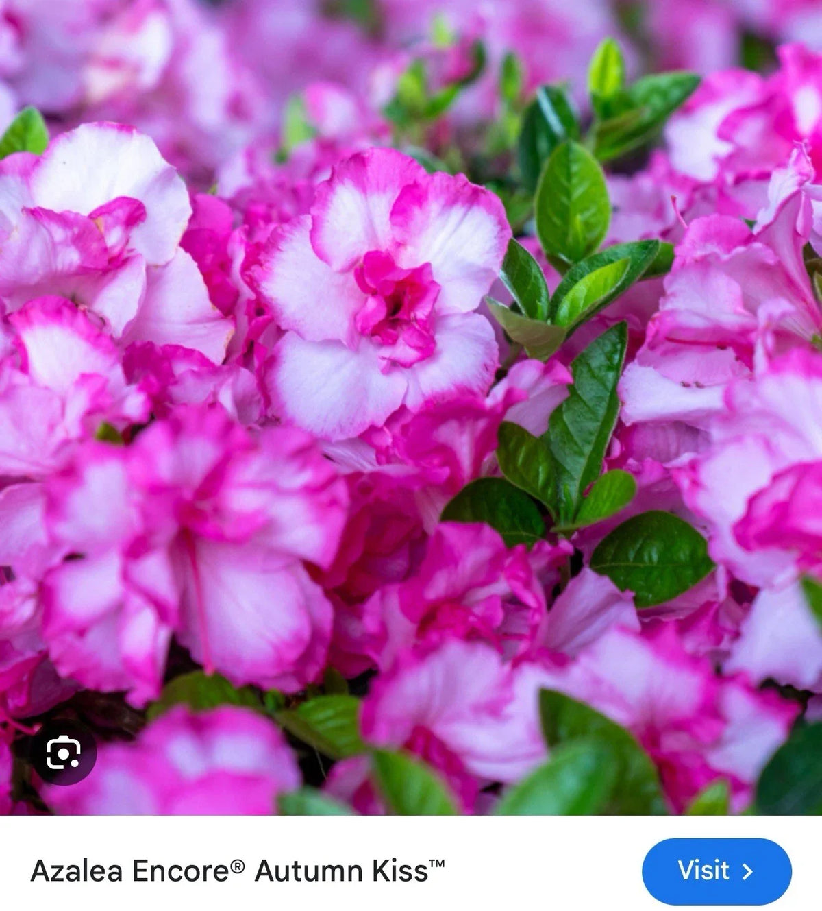 Encore Autumn Kiss Azalea Starter Plant - Pink Blooms, Rhododendron 'Autumn Kiss', Deciduous, Well-Rooted, 1-Gallon Pot