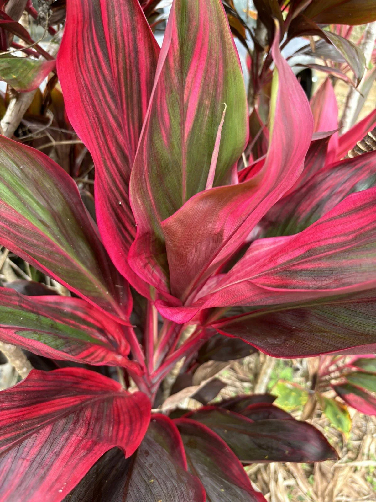 Hawaiian Ti Leaf Cuttings 6-Inch Starter Logs Cordyline fruticosa Mixed Green Pink Red Indoor Outdoor Plants