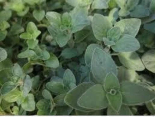 Organic Oregano Seeds - 100 Seeds, Culinary & Medicinal Herb, Origanum Vulgare, Perennial Herb for Garden or Pots