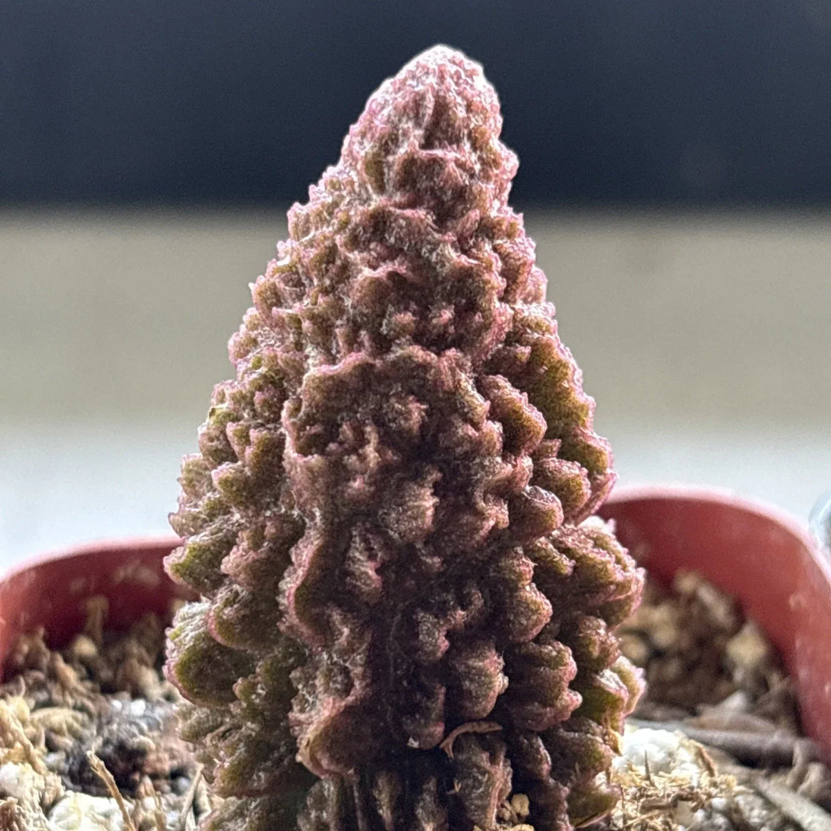 Adromischus marianae f. herrei Succulent Plant – Drought-Tolerant, Purple/Maroon, Easy Care, Live Indoor/Outdoor Plant