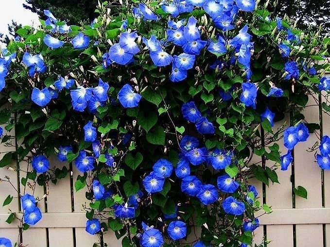 Blue Climbing Vine Seeds - 50 Pack | Thunbergia alata for Landscaping