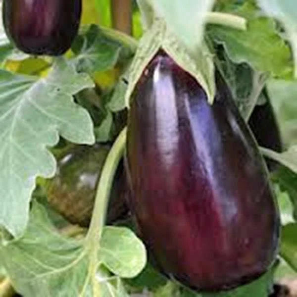 Black Beauty Eggplant Seeds – Non-GMO, Heirloom, 50 Count, Solanum melongena, Vegetable Seeds for Container & Garden