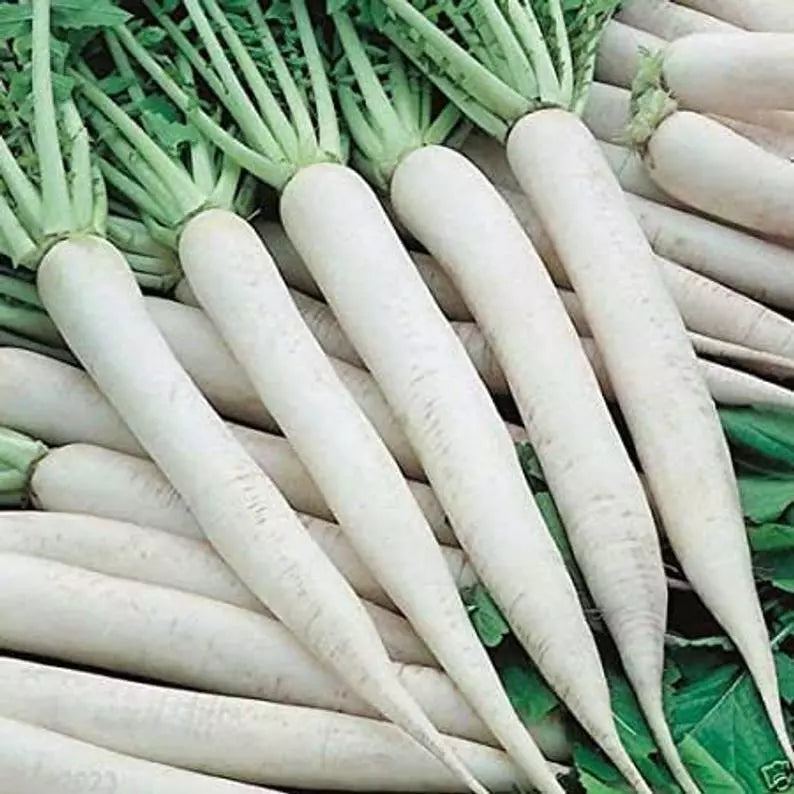 White Icicle Radish Seeds 200 Ct - Heirloom Non-GMO Vegetable Garden Seeds Raphanus sativus