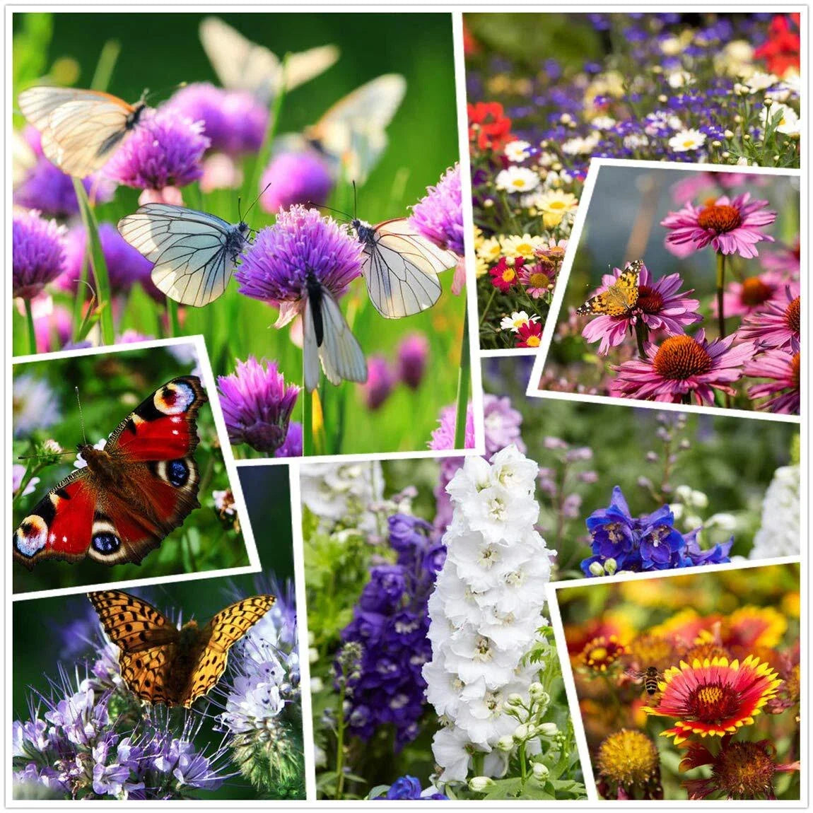 Wildflower Seeds 2 Ounces - Mixed Perennial & Annual Wildflower Seeds for Gardens & Pollinators