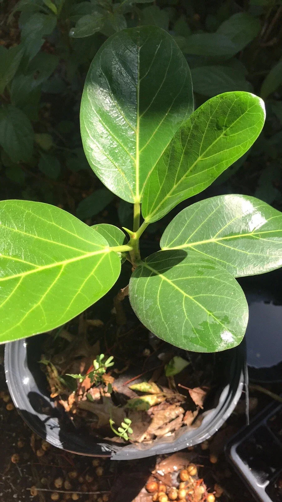 Audrey Fig Bare Root Plant - 12-Inch Ficus benghalensis Ornamental Tree for Indoor & Outdoor Spaces