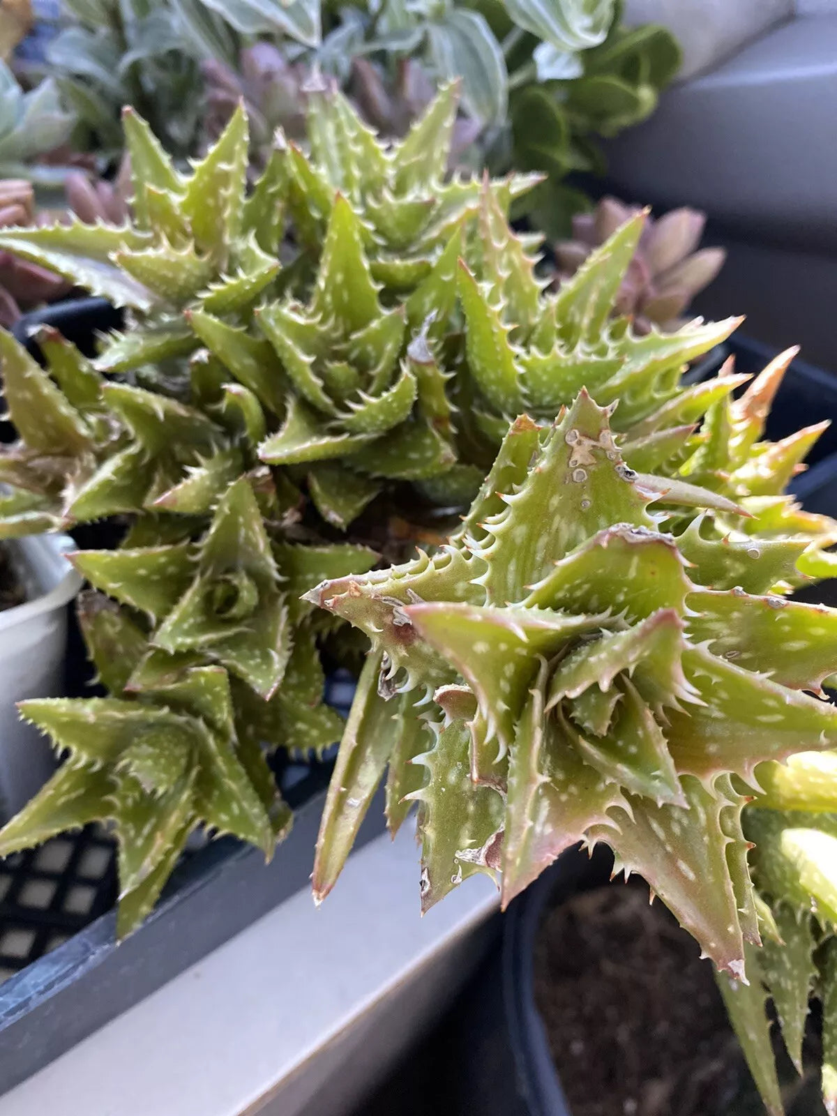 Aloe Juvenna Succulent Plant - 4 Inch Pot, Tiger Tooth Aloe, Green Spiky Leaves, Indoor Houseplant
