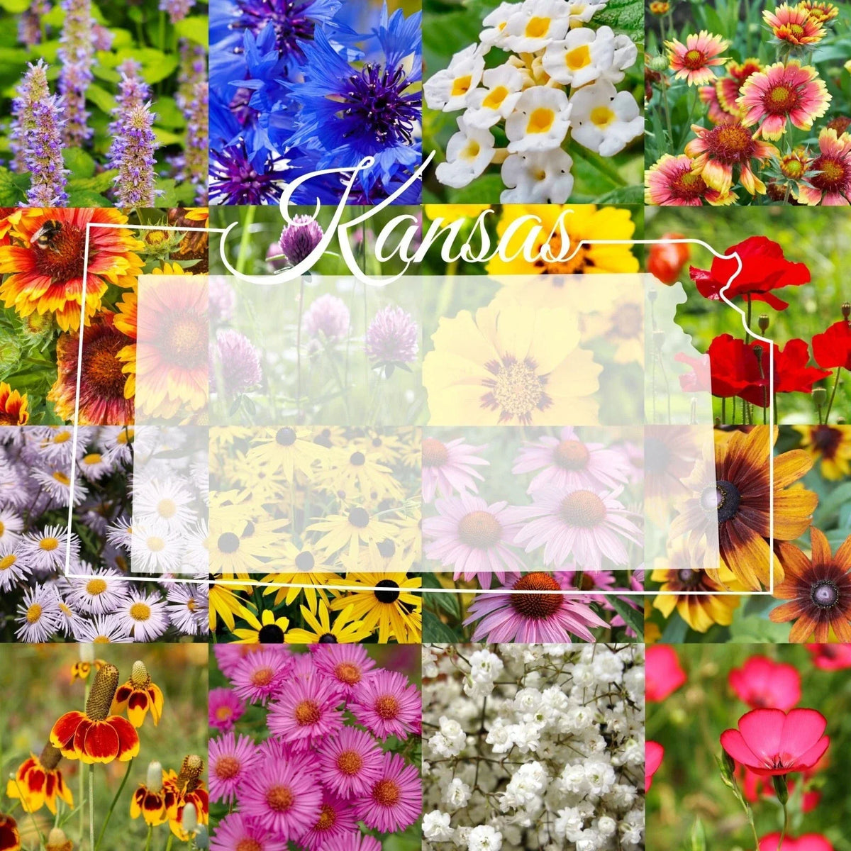 Wildflower Seed Mix - 1/4LB Bulk Native Eastern Kansas Wildflowers for Gardens, Attracts Pollinators