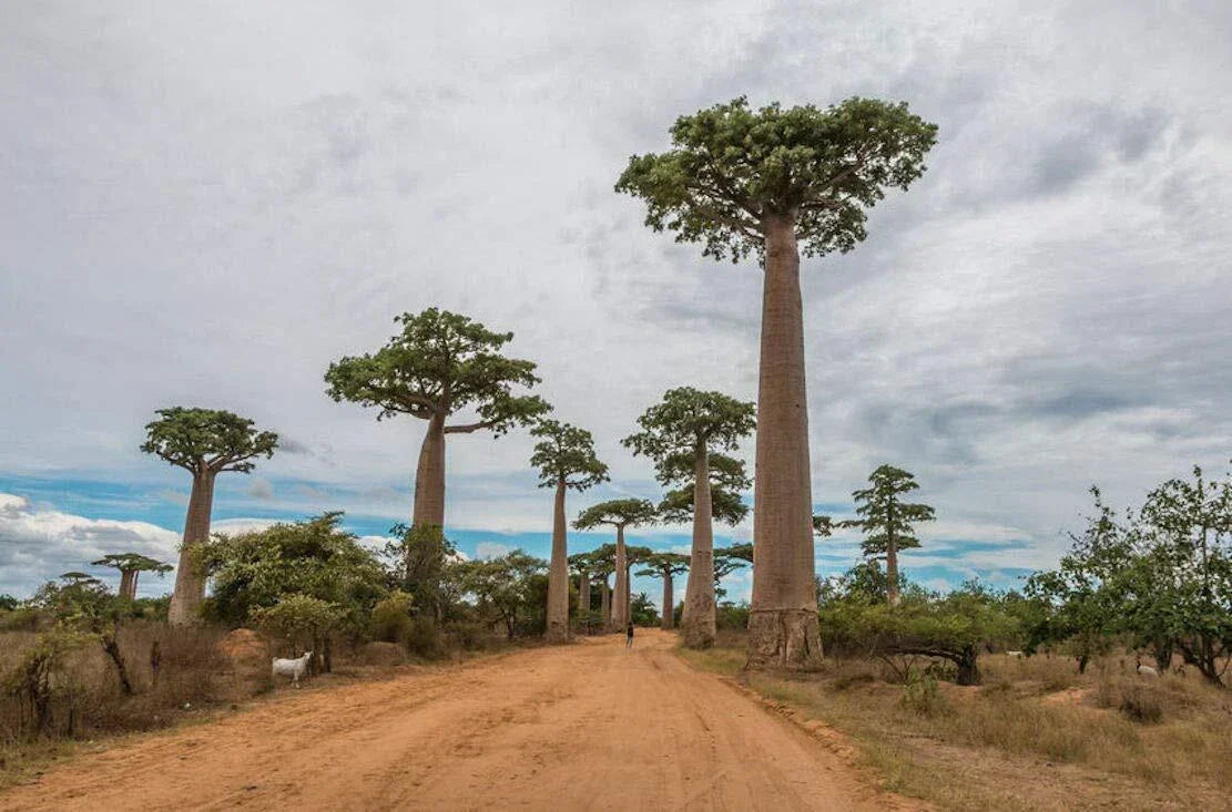Capricata Baobab Tree Seeds - Adansonia Digitata - Rare Tropical Seeds for Growing Baobab Tree
