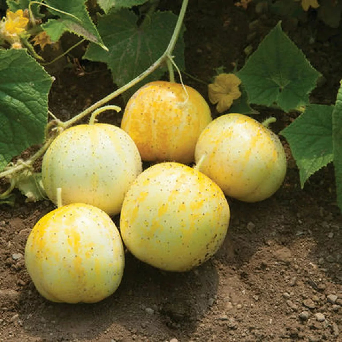 Lemon Cucumber Seeds - Budamkaya Variety, Burpless, Organic, Non-GMO, Heirloom, Cucumis sativus