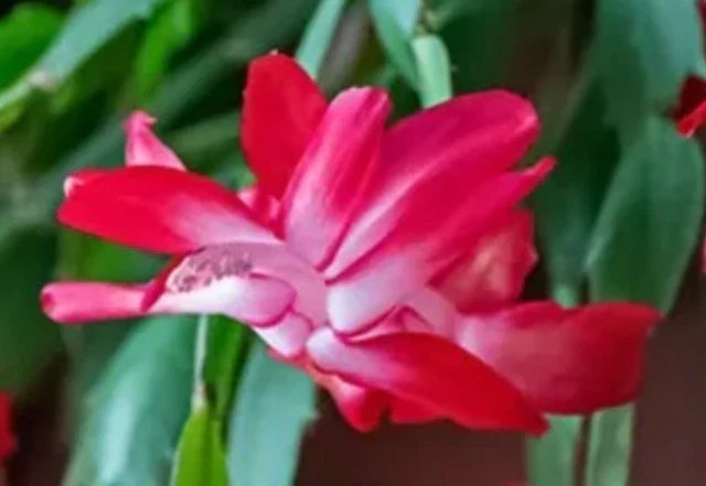 Red Thanksgiving Cactus Cuttings - Schlumbergera truncata Holiday Plant