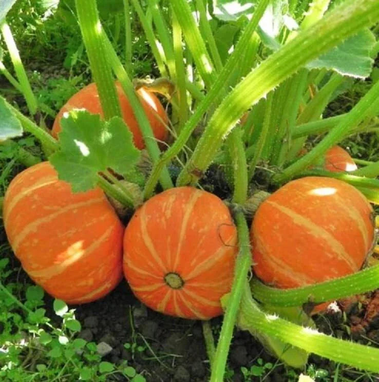 Orange Cutie Squash Seeds - 10 Easy to Grow Cucurbita pepo Seeds for Home Garden