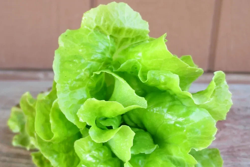 Tom-Thumb Leaf Lettuce Seeds – Heirloom Variety for Container Gardening, Lactuca sativa, Compact, Fast-Growing, Non-GMO