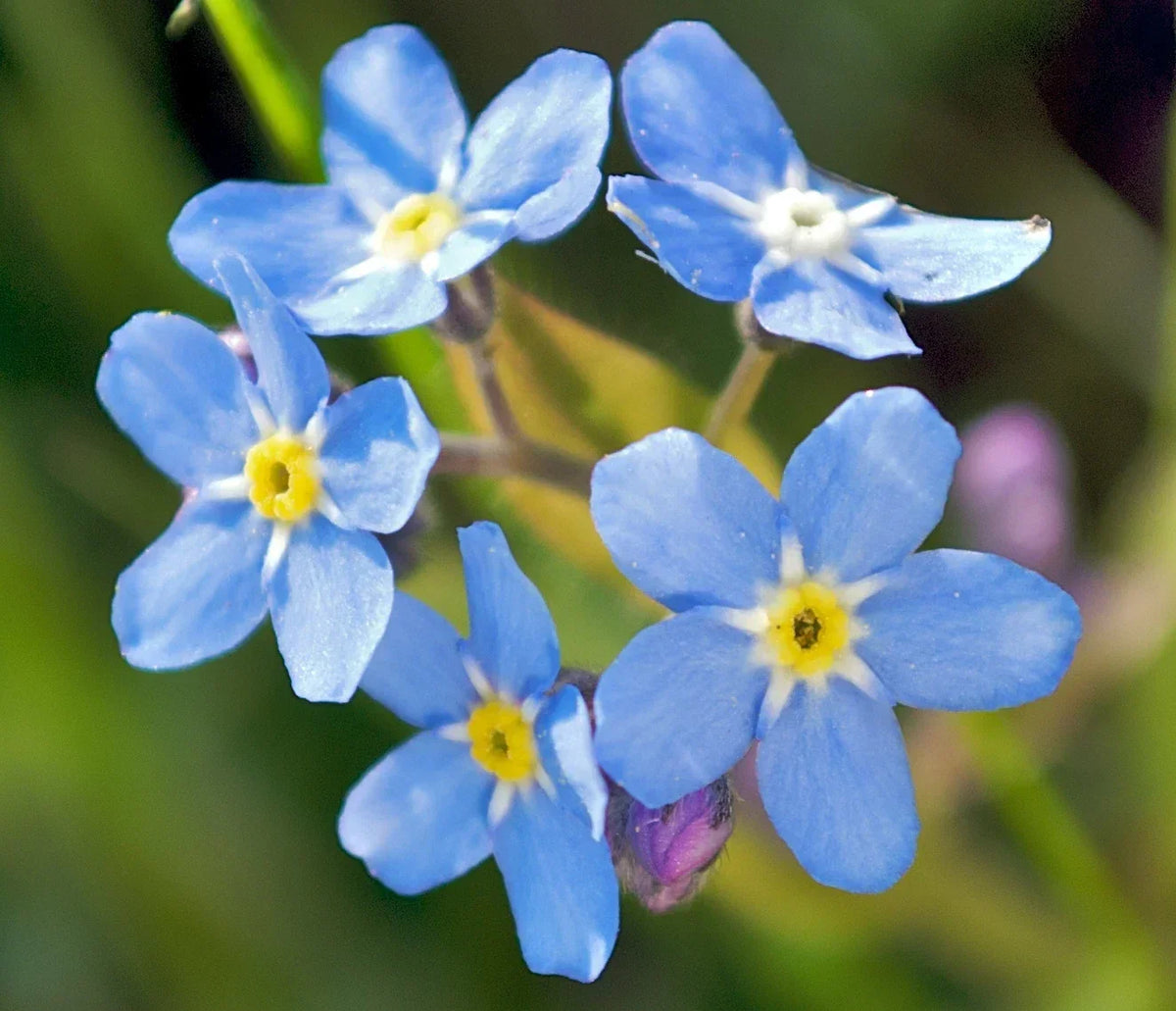Forget Me Not Flower Seeds - 100 Fresh Non-GMO Seeds - Myosotis spp.