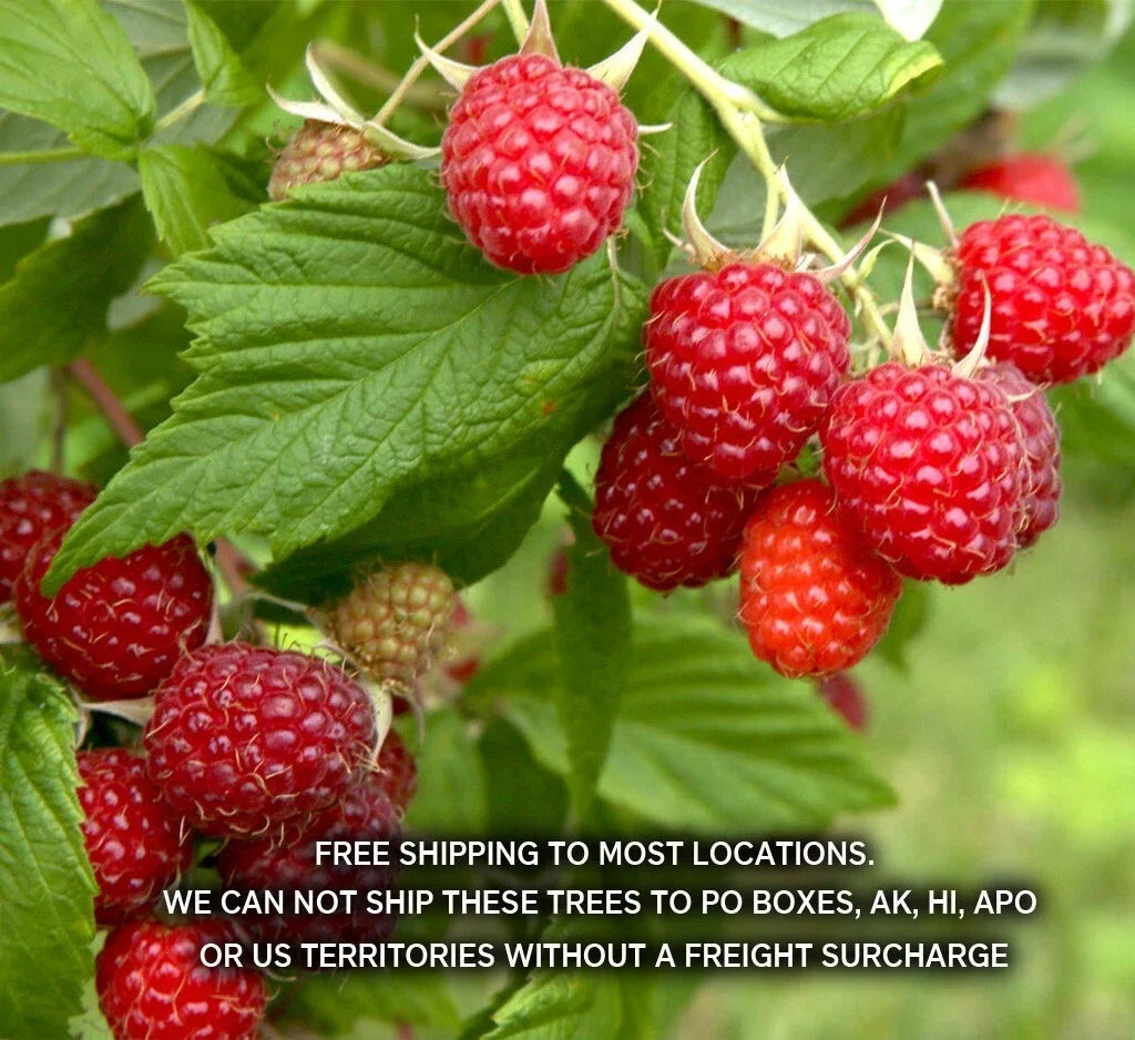 Boyne Red Raspberry Potted Plant | 1-2 Year Old Rubus idaeus | Early Season Fruit Bearing, Compact Growth