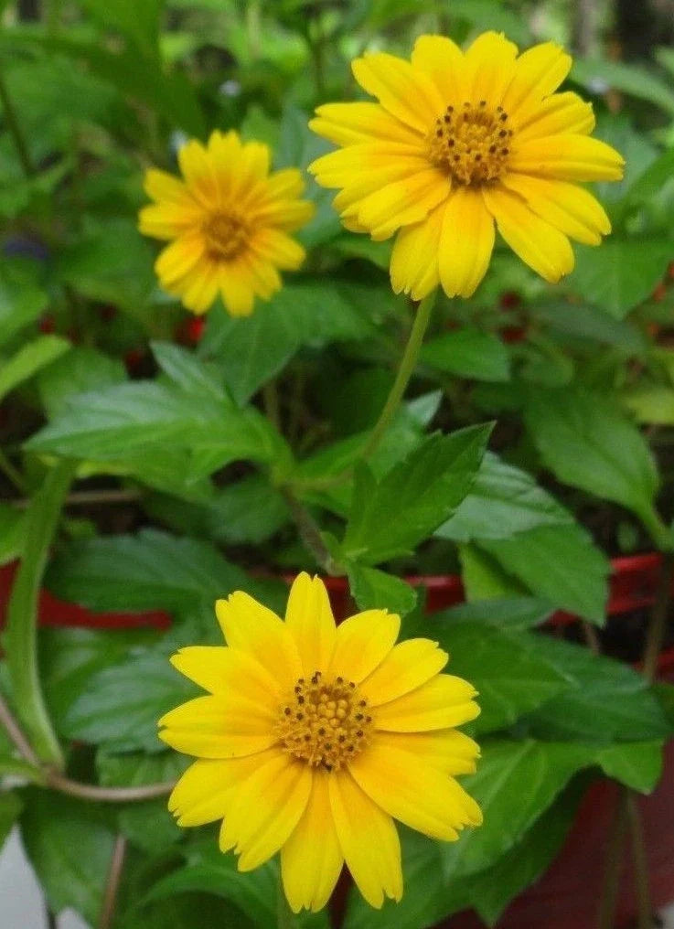 Creeping Daisy Live Plant with 1 Rooted and 5 Cuttings, Yellow Perennial Ground Cover, Wedelia, Easy Care, Pollinator Attractant