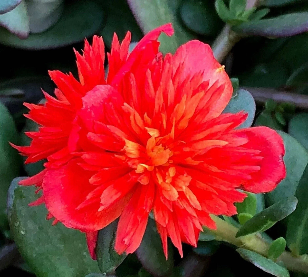 Double Scarlet Purslane Seeds - Vibrant Red Flowers, Portulaca Oleracea, Drought-Tolerant Annual for Gardens & Containers