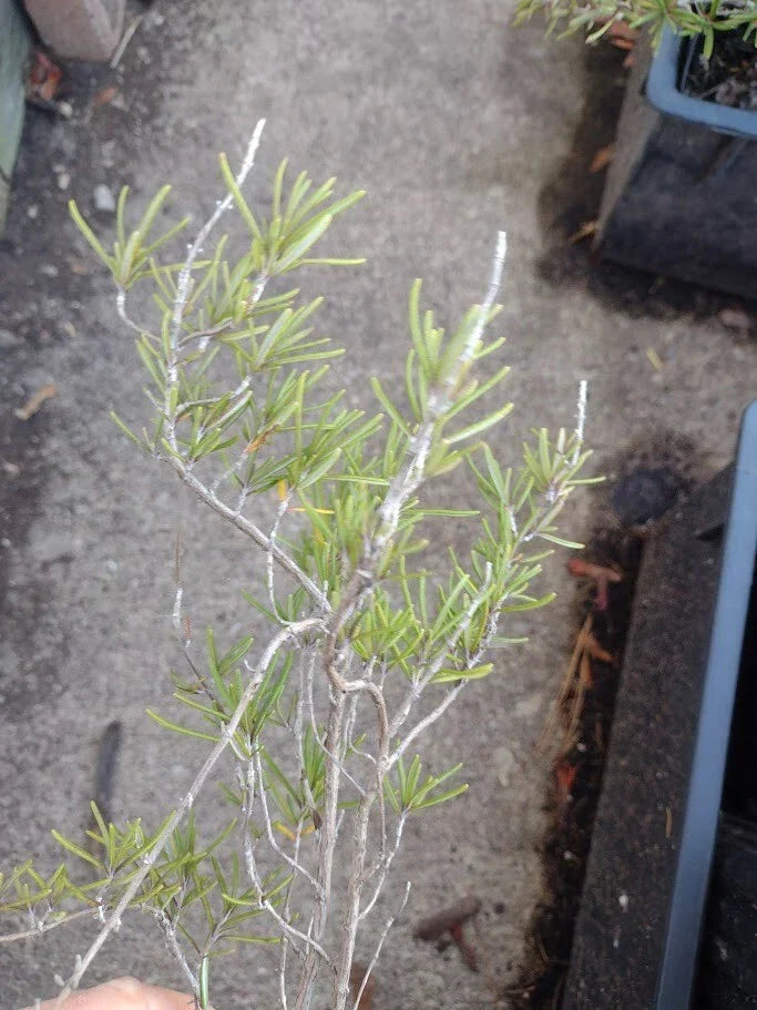 Live Organic Rosemary Houseplant - 3-4 ft, Blue Flowers, Cold-Hardy Herb Zones 6-11