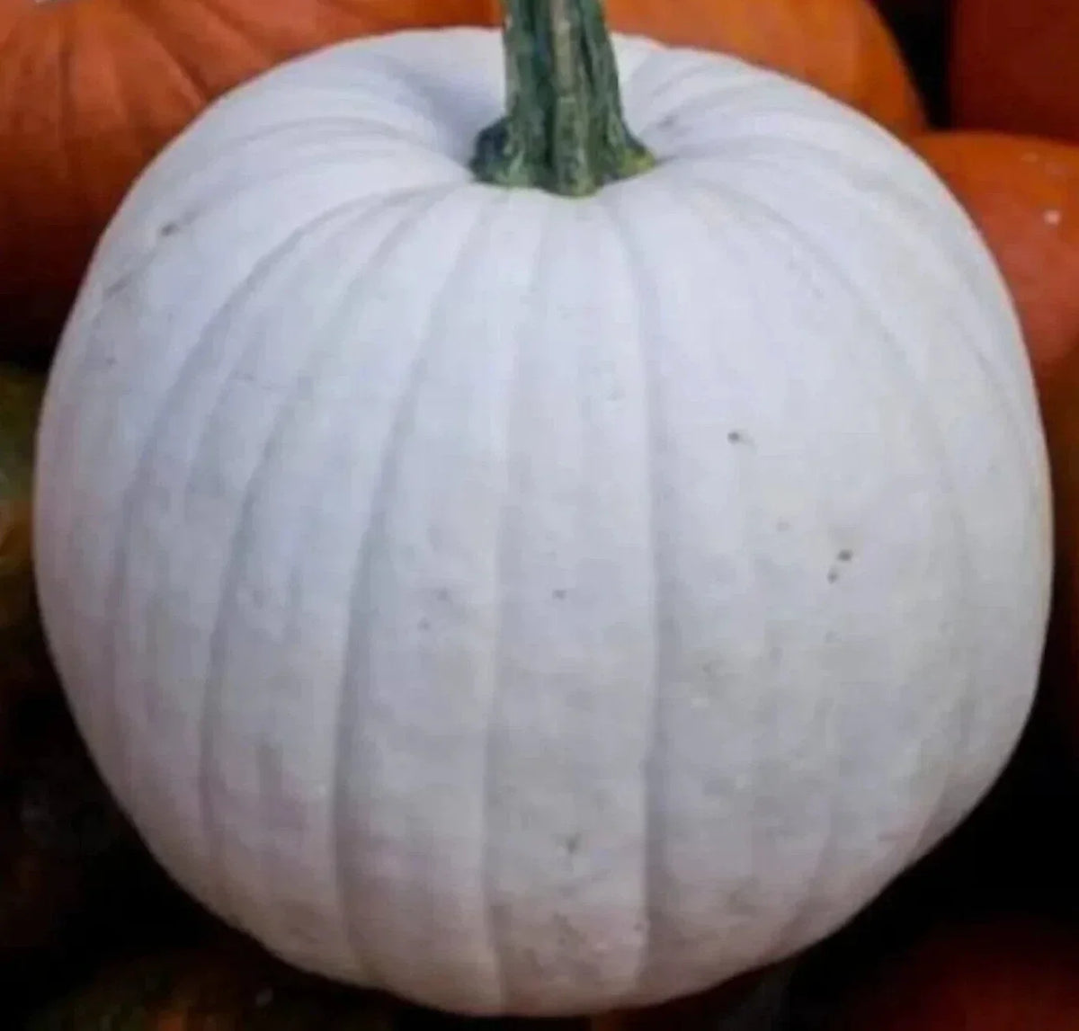 White Pumpkin Seeds - Casper Variety for Halloween Garden, Vegetable Squash, Cucurbita pepo, 10+ Seeds