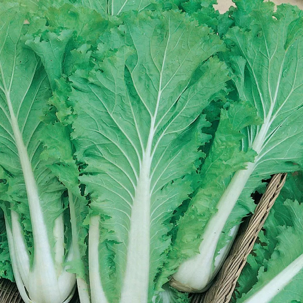 Chinese Michihili Cabbage Seeds - Non-GMO Brassica rapa subsp. pekinensis Vegetable Seeds, 300+ Pack