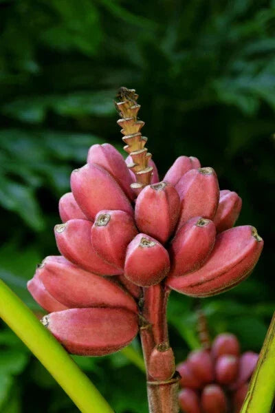 Small Rooted Starter Plant - Bordelon Banana Tree - Musa spp. Tropical Indoor/Outdoor Plant for Container Gardening