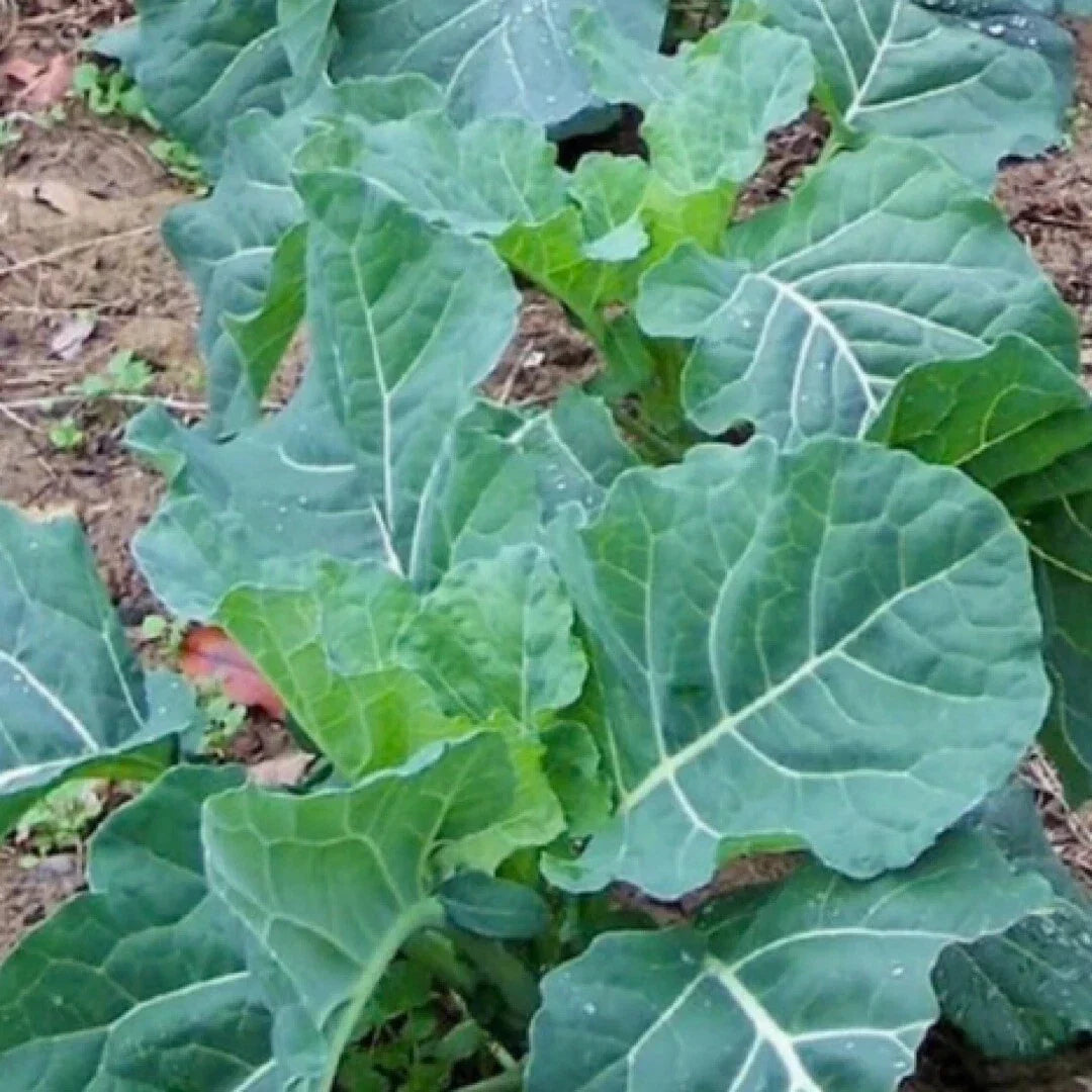 Georgia Collard Seeds - Heirloom Vegetable for Spring & Fall Planting, Brassica oleracea, 400+ Seeds