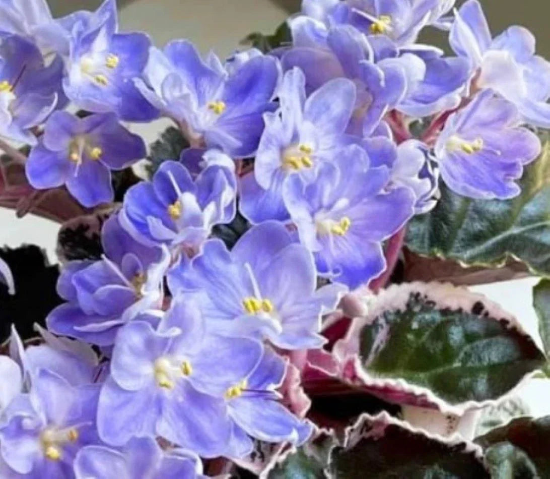African Violet Leaves Set - 2 Pack for Propagation - Saintpaulia ionantha Indoor Garden Accessory