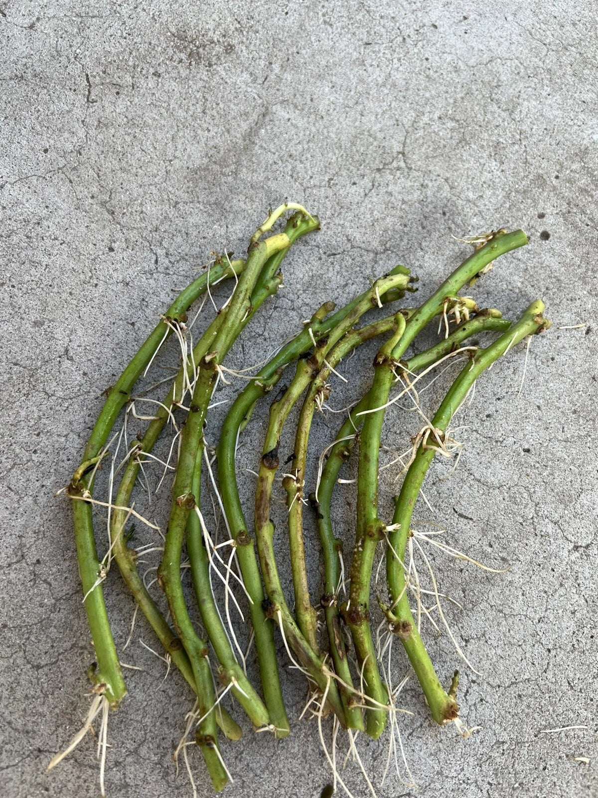 Rooted Sweet Potato Slips - 10 Cutting Vines for Gardening - Ipomoea batatas - Easy to Grow, High Yield, Non-GMO