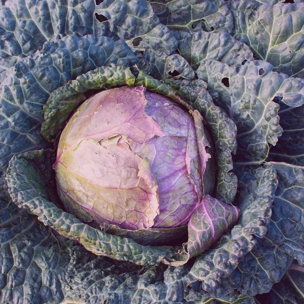 Purple Savoy Cabbage Seeds - Heirloom Non-GMO Vegetable Seeds for Garden, Brassica oleracea